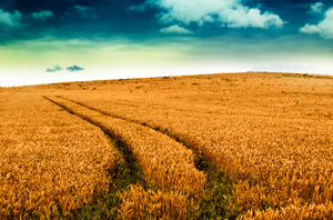 pics-wheat.jpg